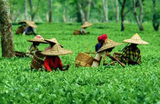 Exploring tea gardens in Asia